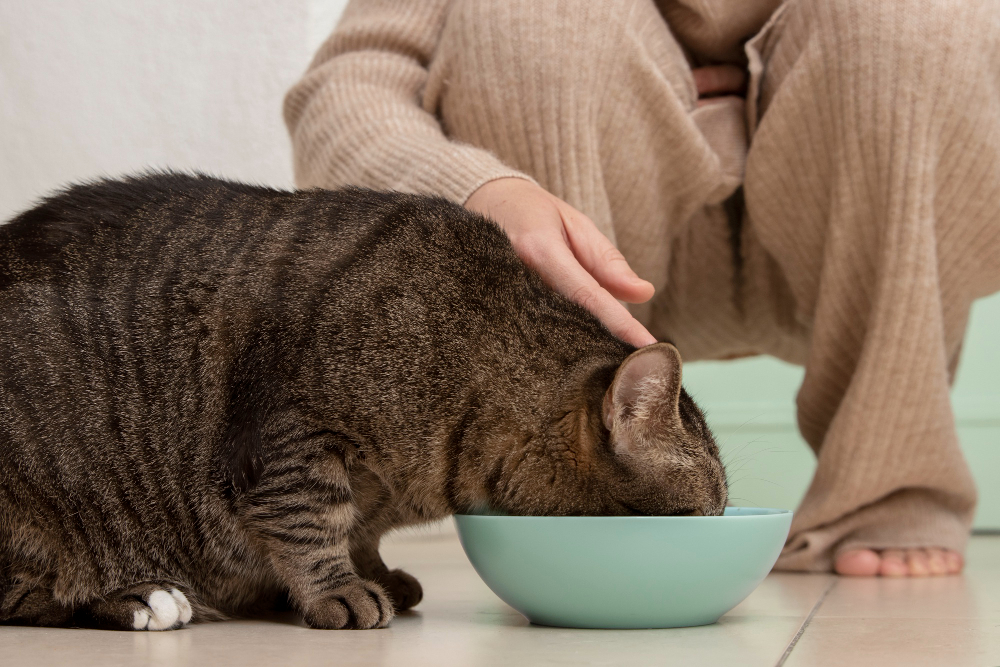 Kiedy specjalne karmy dla kotów są lepszym wyborem od karm standardowych?