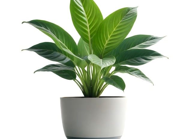 Monstera – rodzaje, uprawa i pielęgnacja