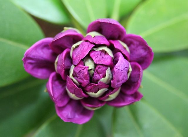 Rododendron – kiedy kwitnie, jak sadzić i pielęgnować