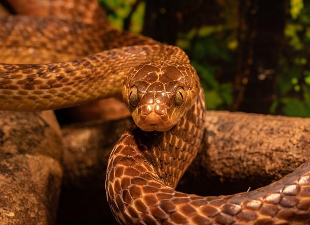 Sennik: Wąż – co oznacza wąż we śnie?